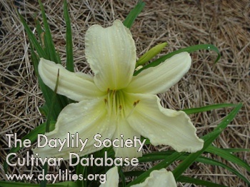 Daylily Ice Carnival